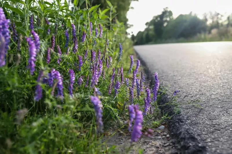 Idealne rośliny do towarzystwa lilii – co posadzić, aby stworzyć piękną kompozycję?