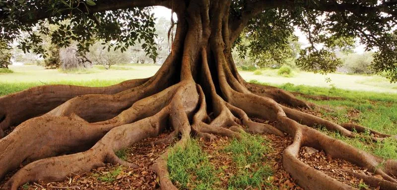 Jak korzenie drzew oddziałują na stabilność fundamentów?