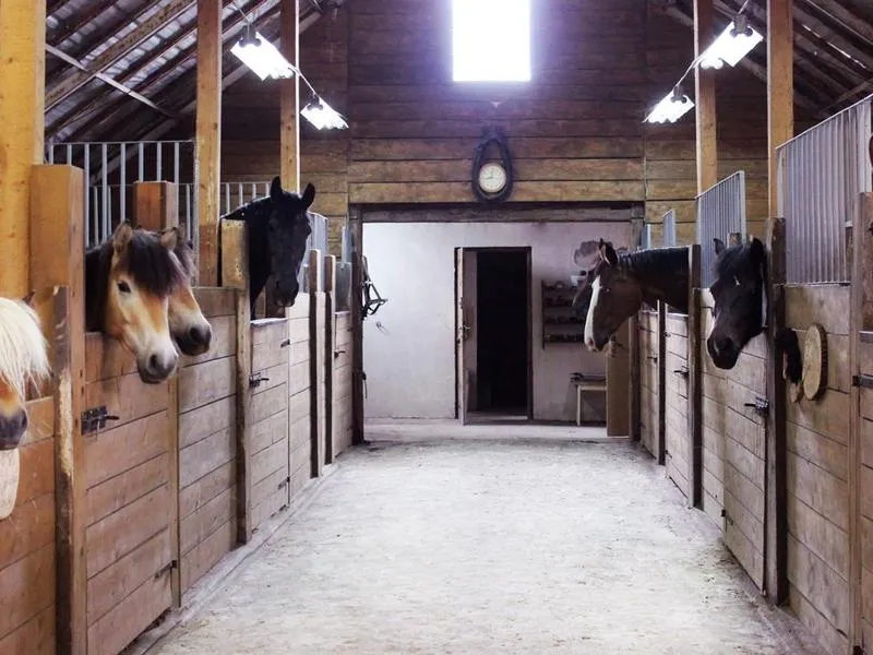 Jak stworzyć idealne miejsce dla swojego konia – poradnik budowy stajni