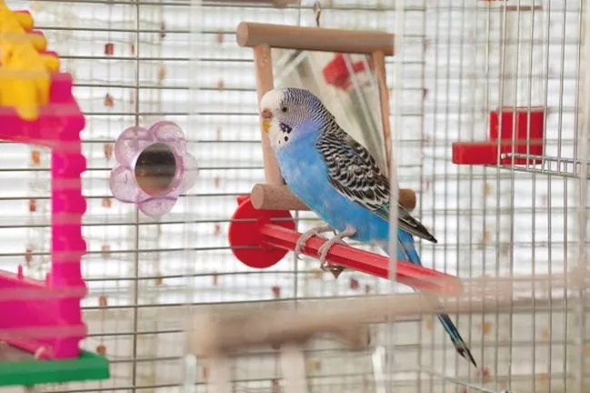 Praktyczny przewodnik: Jak zamontować poidełko dla papugi w kilku prostych krokach