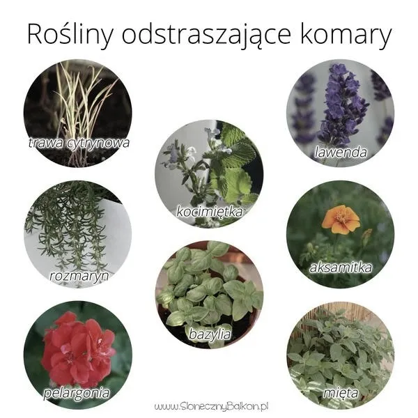 Rośliny, które pomogą w walce z komarami – co posadzić w ogrodzie?