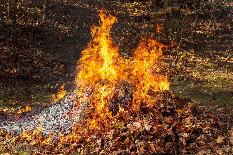 Przepisy prawne palenia liści