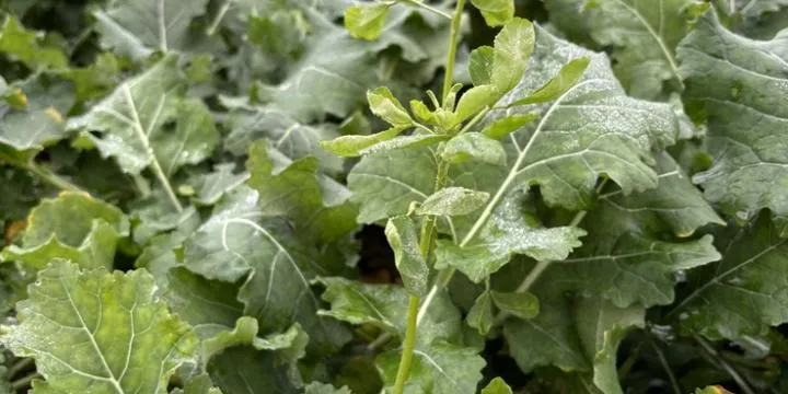 Rośliny towarzyszące liliom