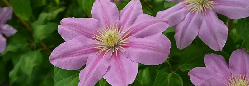 Rośliny towarzyszące powojnikom